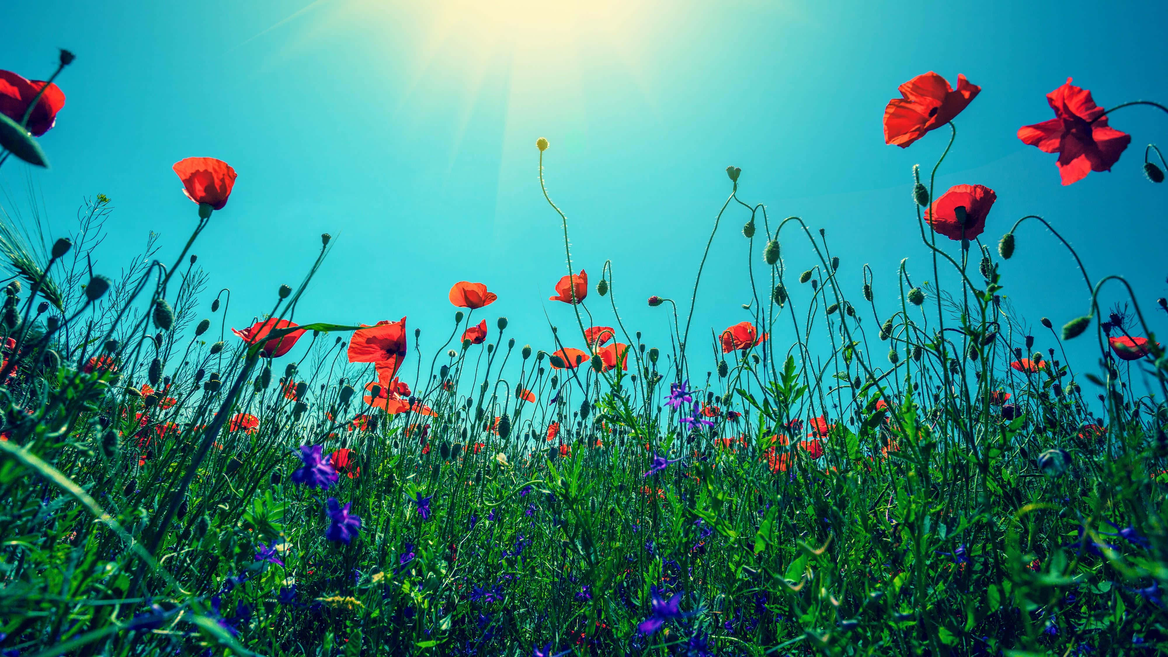 Wildflowers, red poppies, purple wildflowers, 4K Desktop Wallpaper