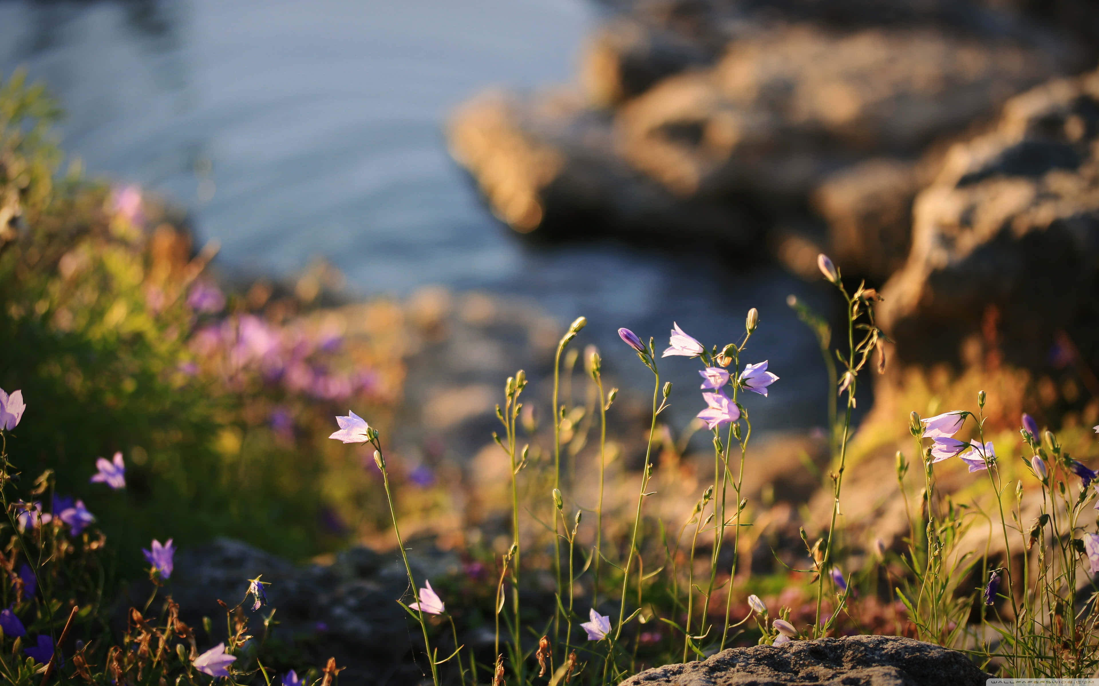 wildflowers, purple bellflowers, golden light, 4K Desktop Wallpaper