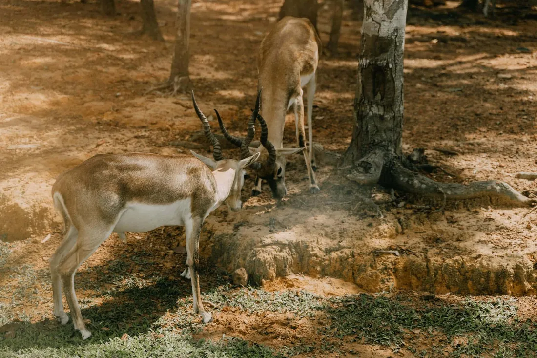 Wildlife Conservation