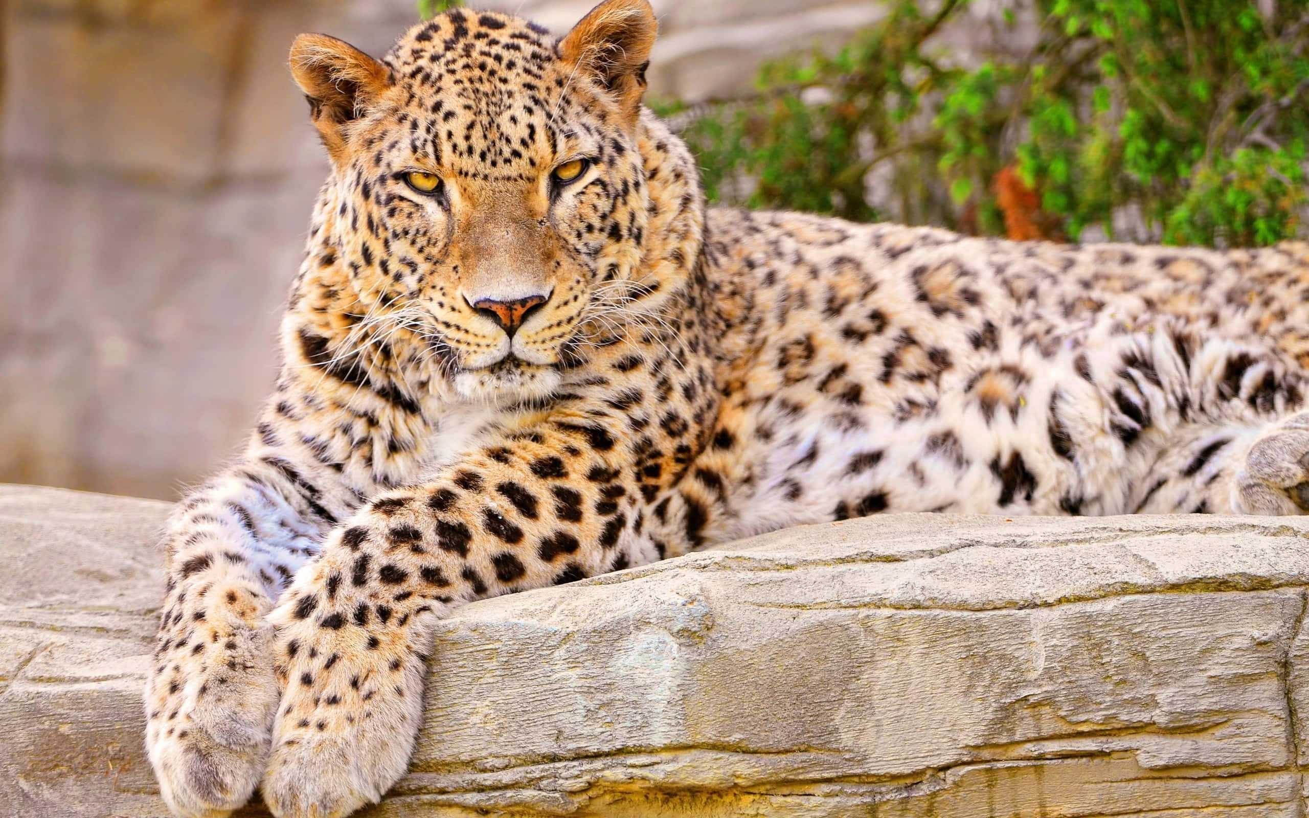 leopard, golden eyes, spotted coat, 2K Desktop Wallpaper
