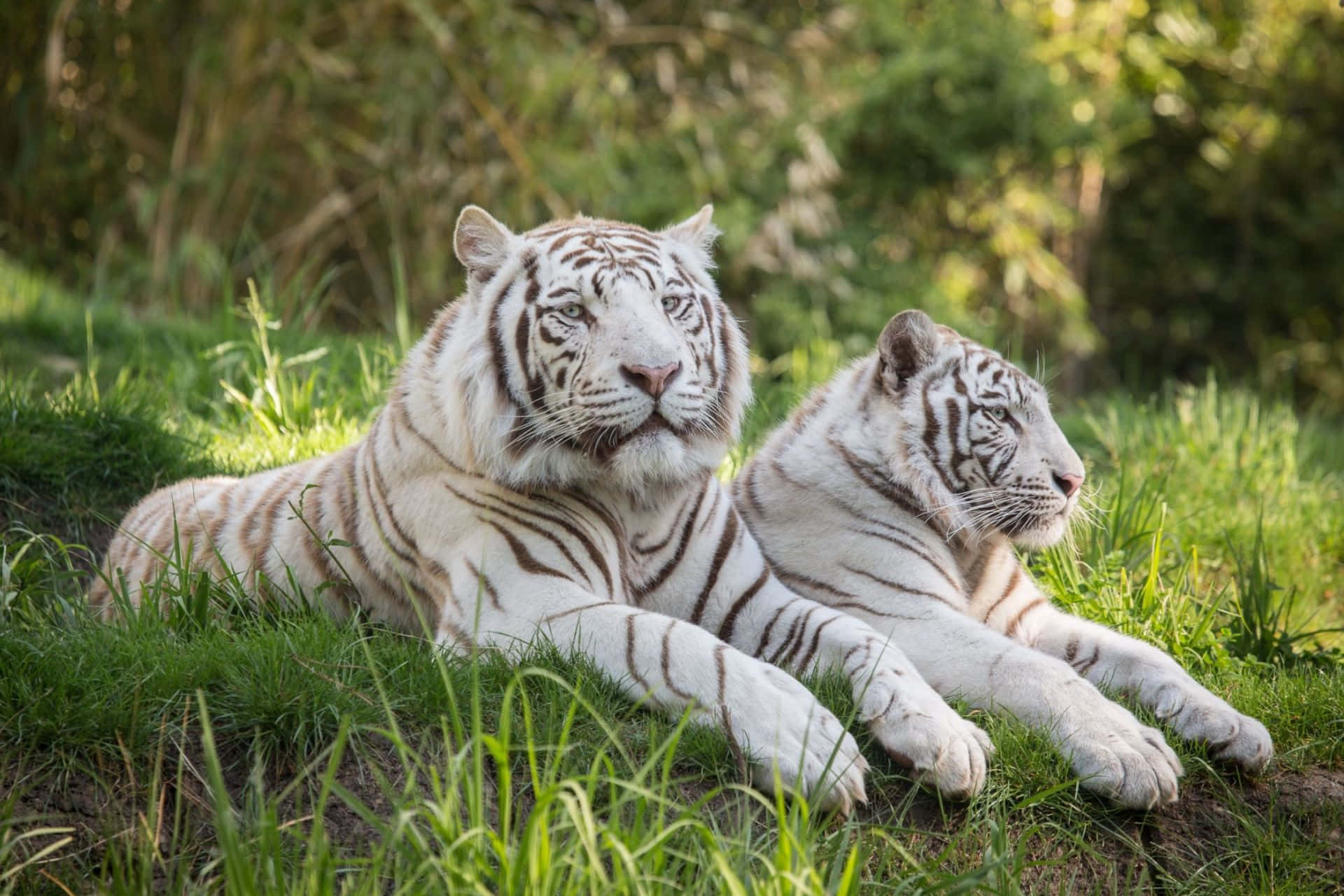 white tigers, vibrant green grass, dappled sunlight, Full HD Desktop Wallpaper