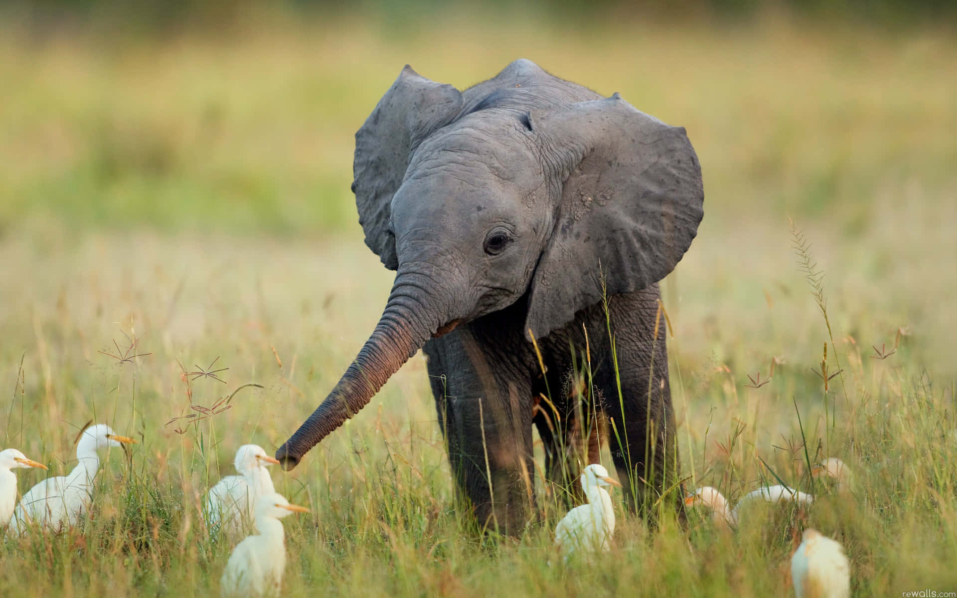 wildlife conservation, young elephant, white birds, Full HD Desktop Wallpaper