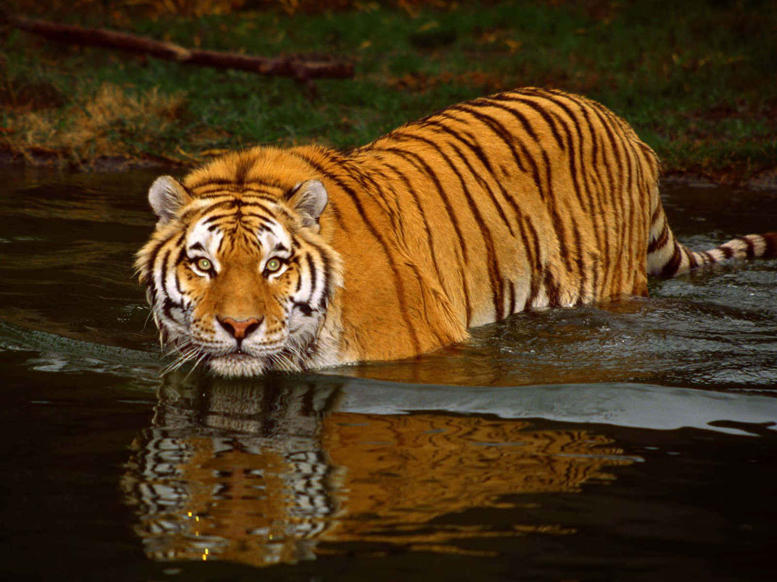wildlife conservation, tiger, orange fur, HD Desktop Wallpaper