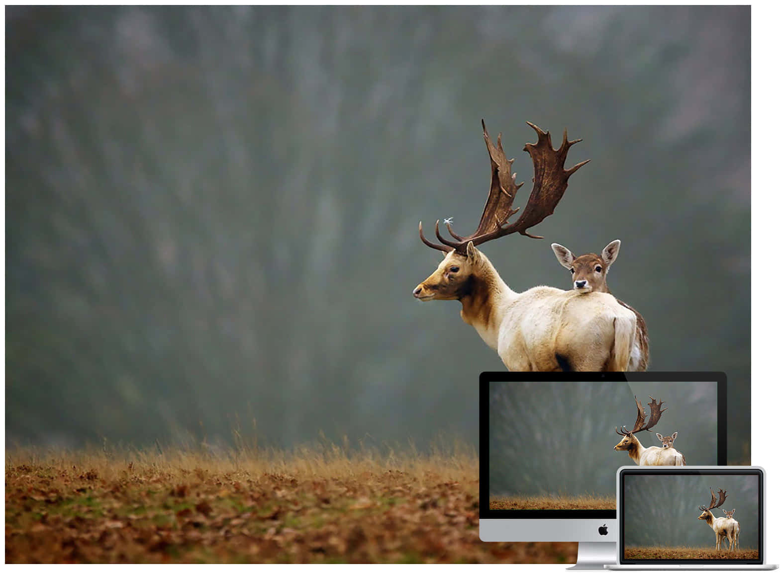 majestic adult deer, fawn, misty autumn field, HD Desktop Wallpaper