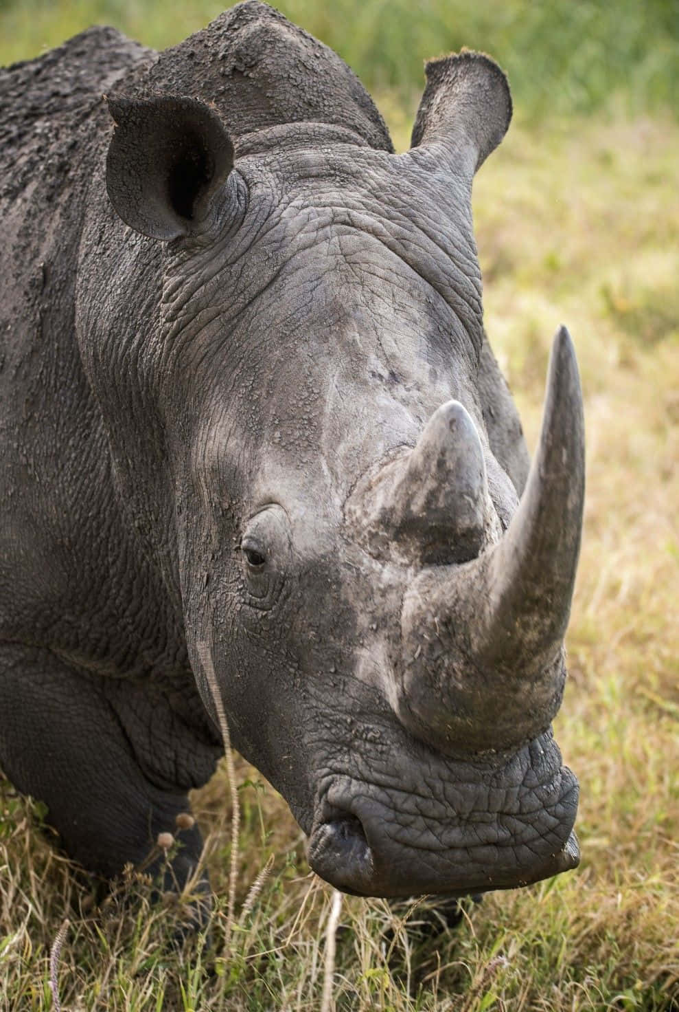 rhinoceros, thick gray skin, prominent horn, HD Phone Wallpaper
