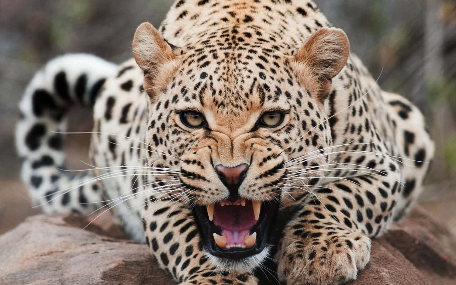 wildlife conservation, leopard, spotted coat, HD Desktop Wallpaper