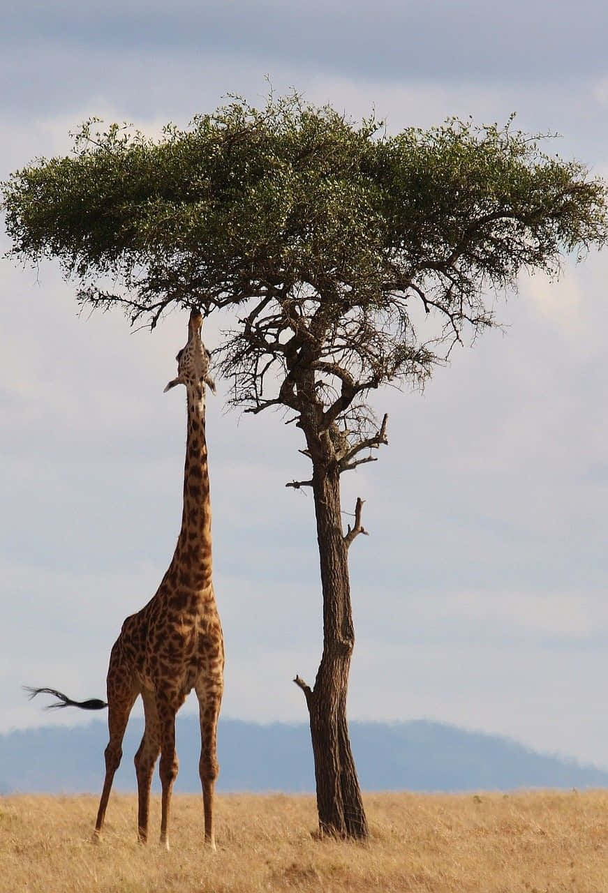 giraffe, acacia tree, dry savanna, HD Phone Wallpaper