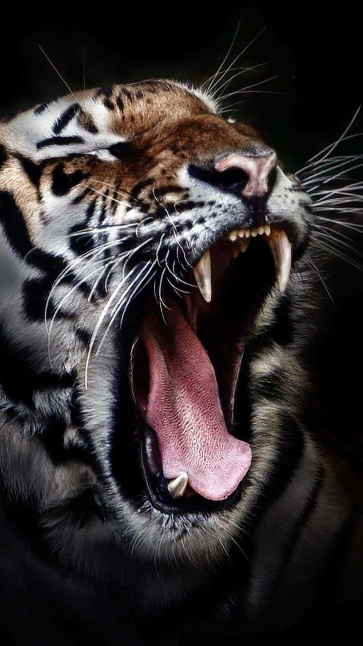 wildlife conservation, tiger, roars, HD Phone Wallpaper