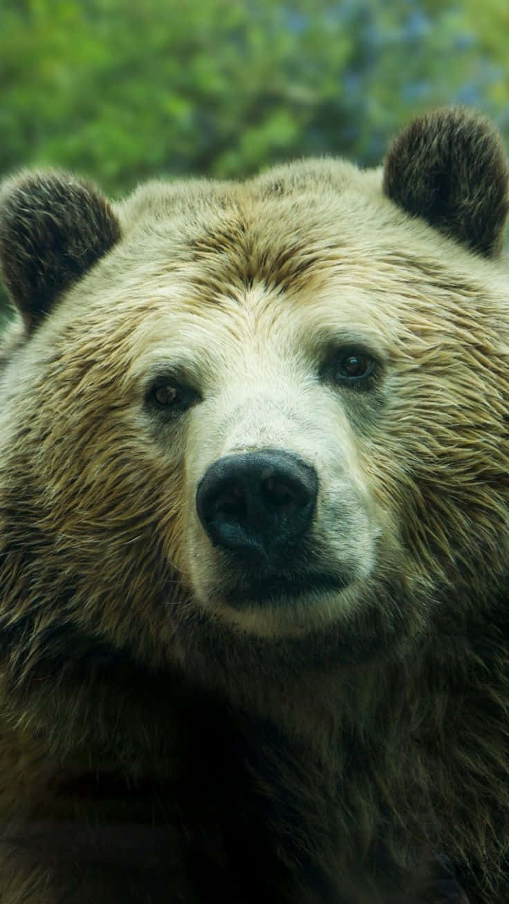 brown bear, intense gaze, blurred green forest background, HD Phone Wallpaper