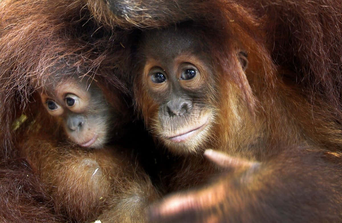 orangutan, baby, nest, SD Desktop Wallpaper