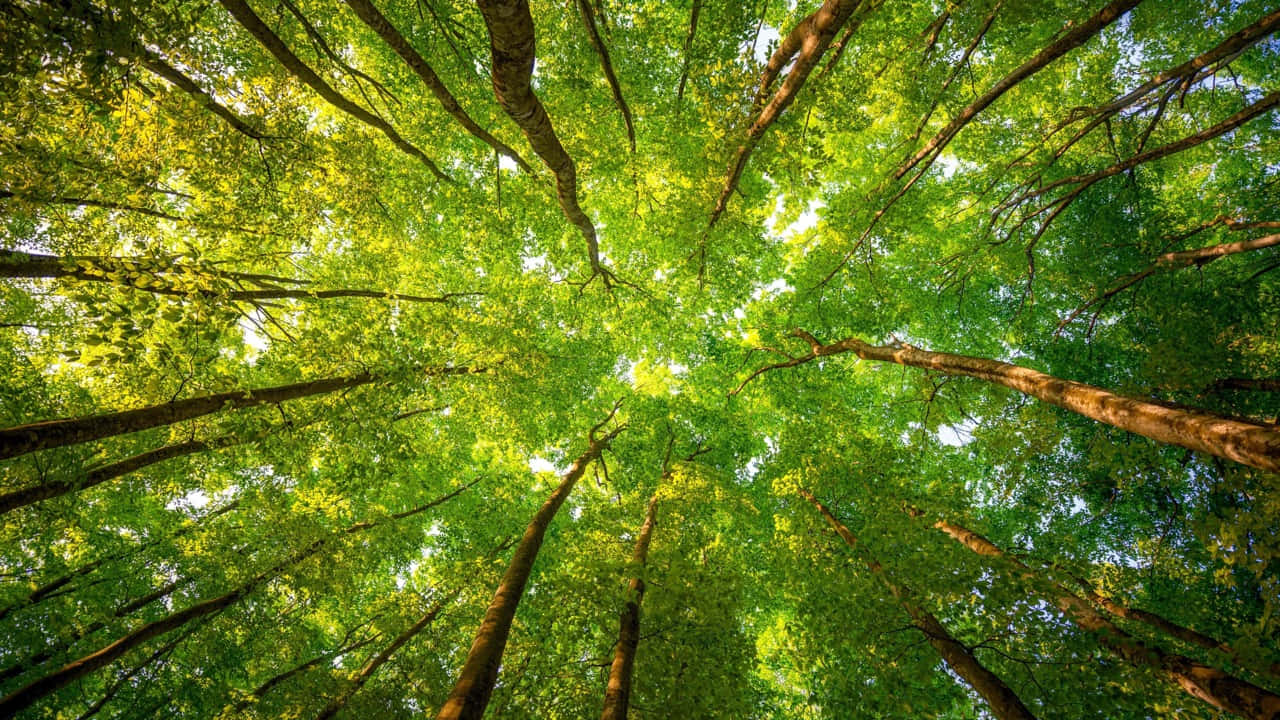 Forest Conservation, Sunlight, dense canopy, HD Desktop Wallpaper