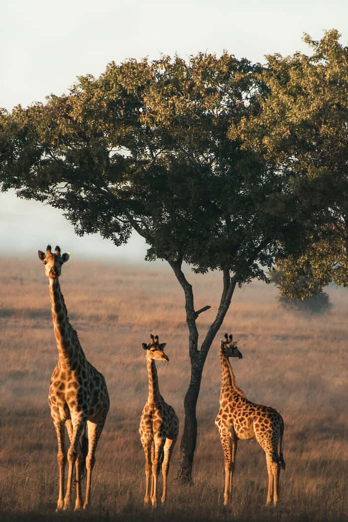 giraffes, acacia tree, savanna grasslands, SD Phone Wallpaper