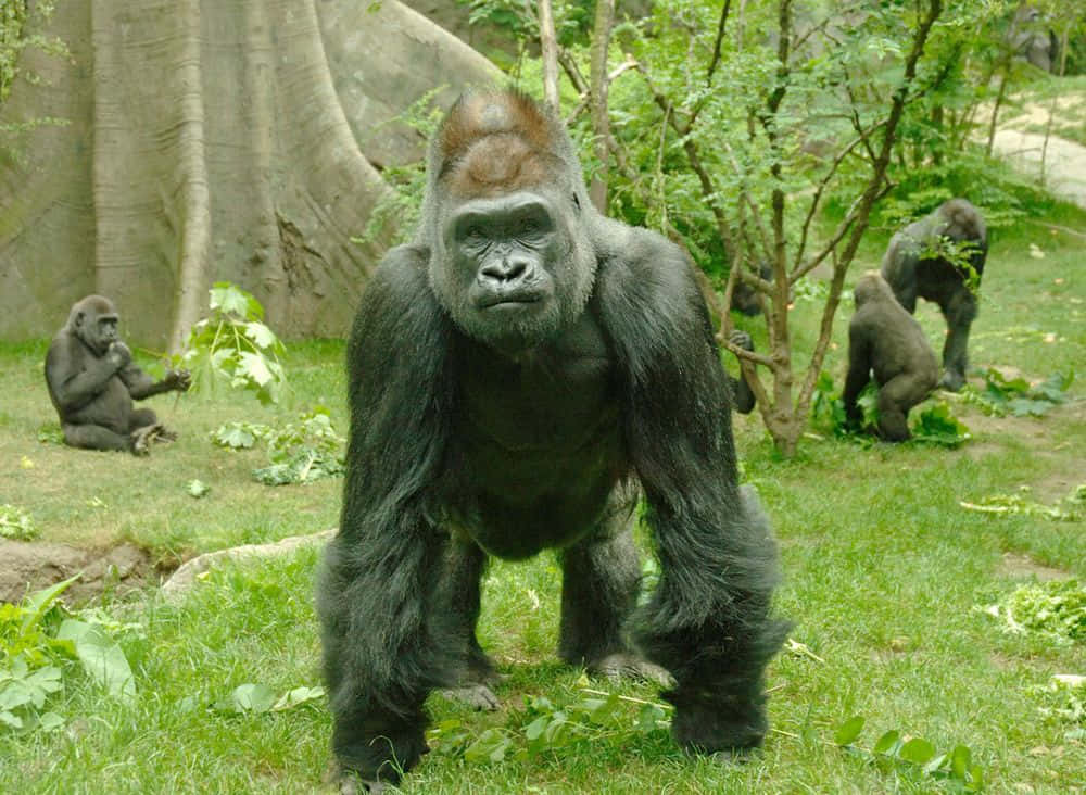 silverback gorilla, lush green enclosure, dappled sunlight, SD Desktop Wallpaper