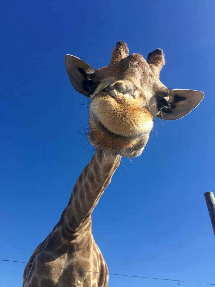 elephants, savanna, giraffe, SD Phone Wallpaper