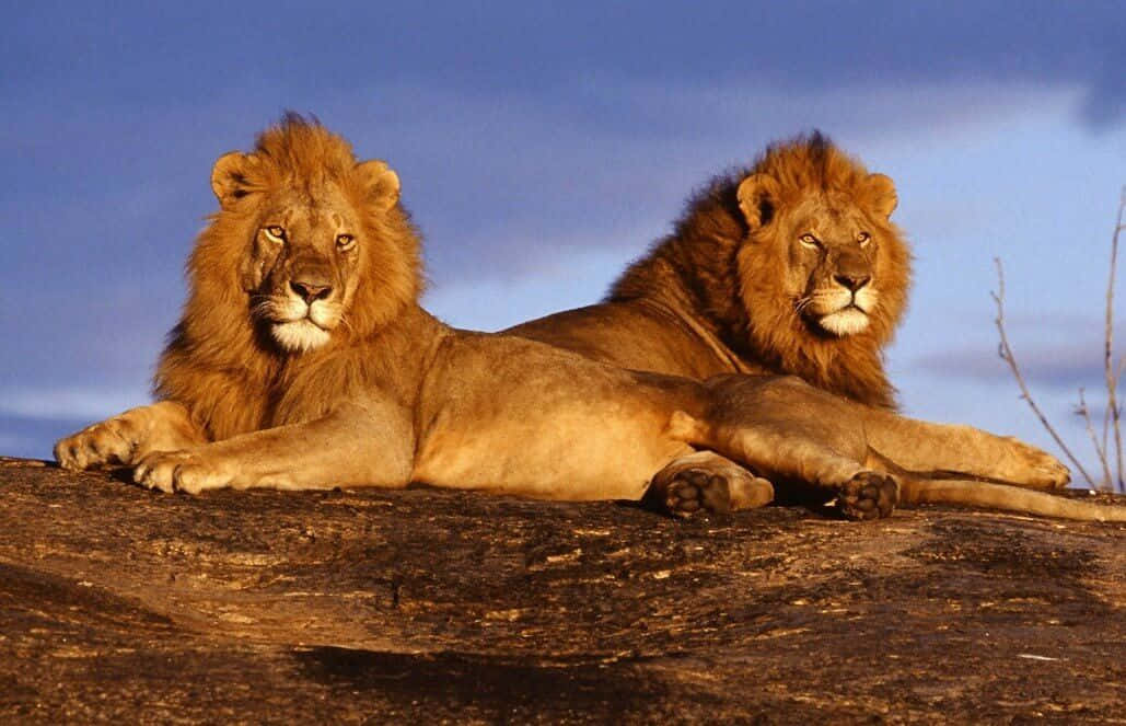 wildlife conservation, lions, full manes, SD Desktop Wallpaper