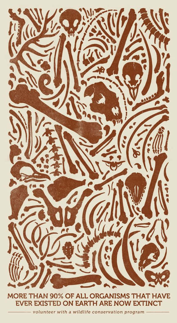 Wildlife Conservation, elephant, animal bones, SD Phone Wallpaper