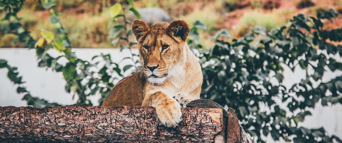 wildlife conservation, lioness, weathered log, SD Desktop Wallpaper
