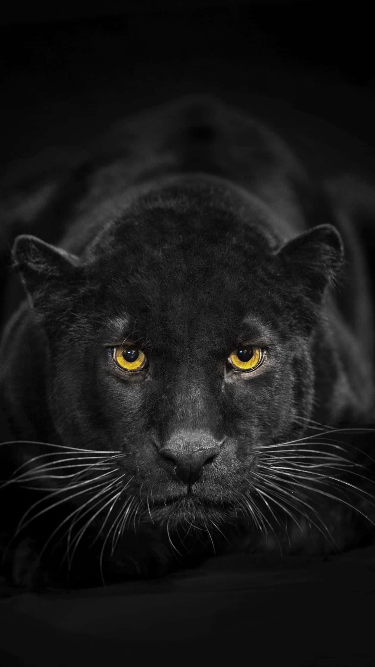 iPhone, black panther, glowing amber eyes, Full HD Phone Wallpaper
