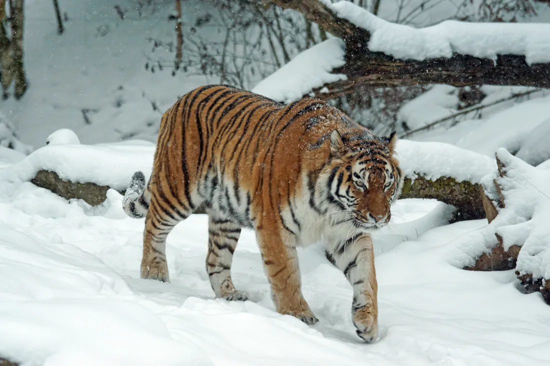 Wildlife Photography