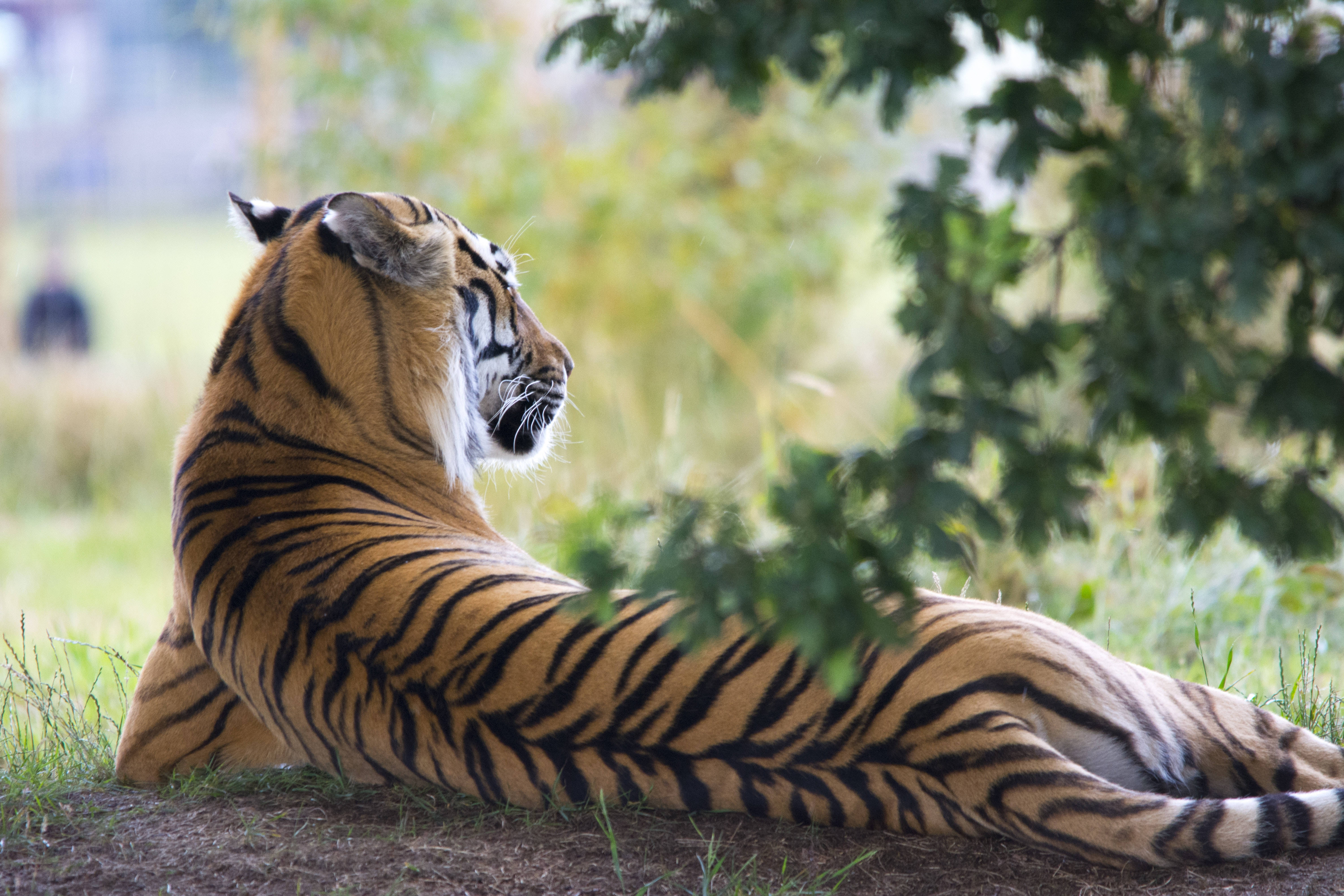 wildlife photography, tiger, dappled sunlight, 5K Desktop Wallpaper
