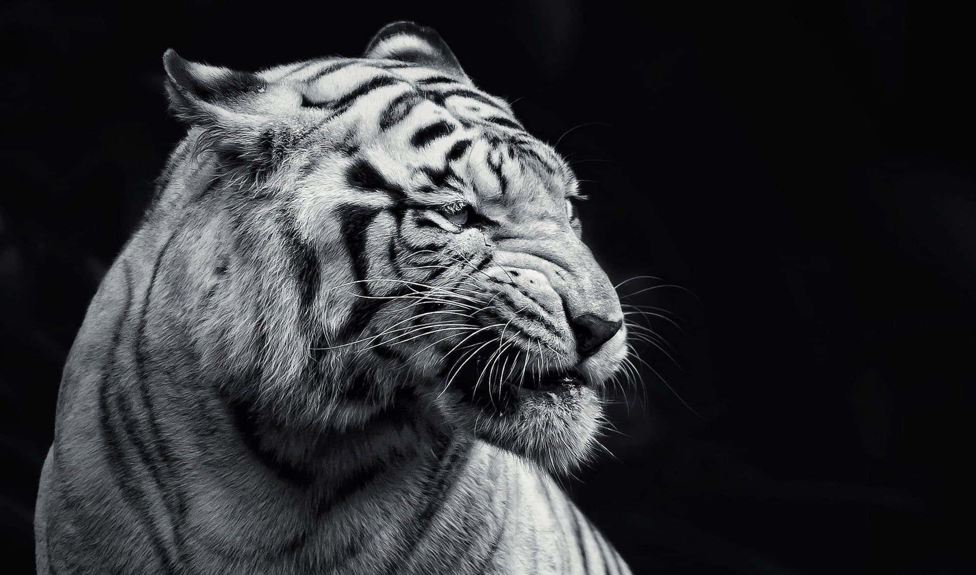 white tiger, monochrome profile, stark black background, HD Desktop Wallpaper