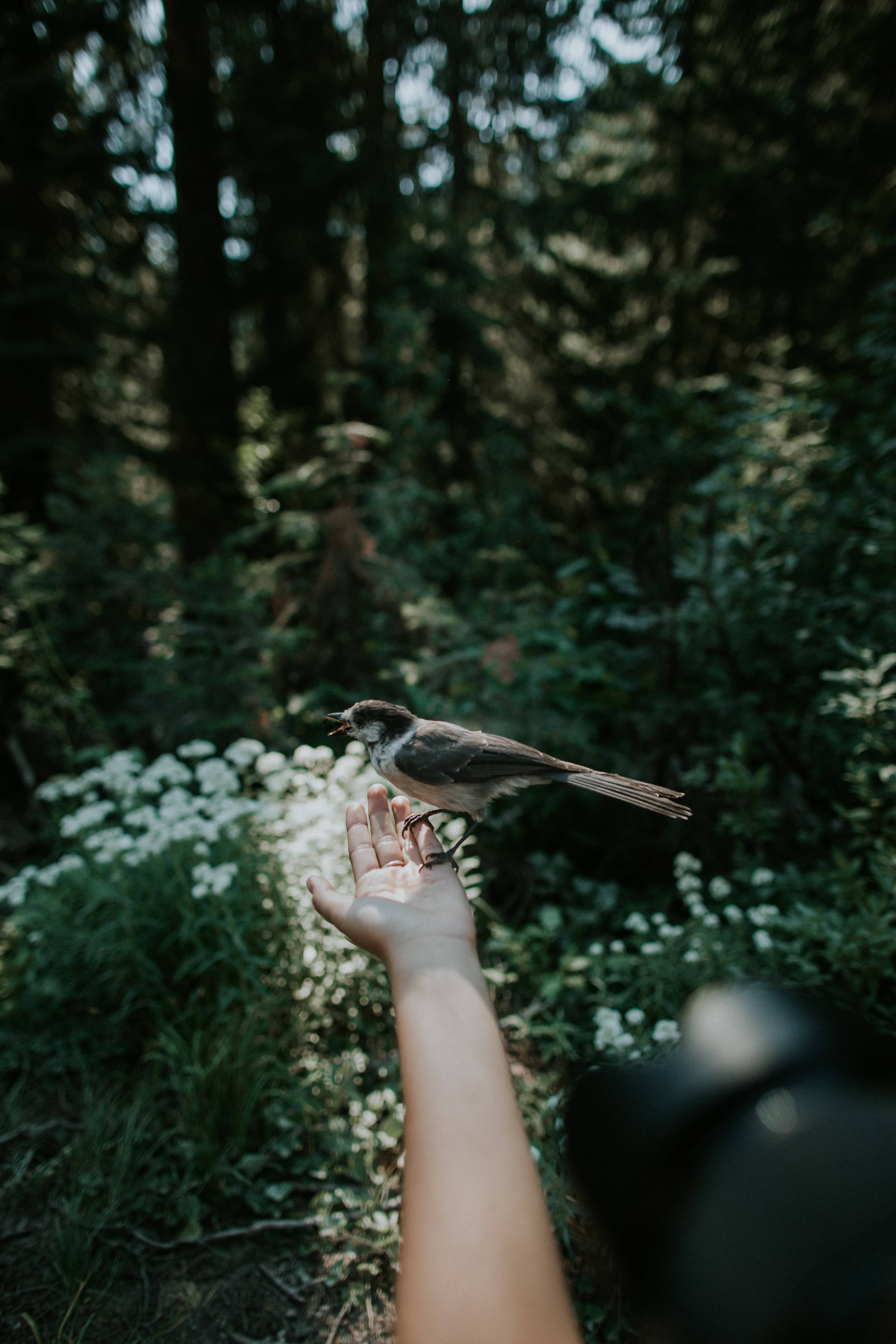 small bird, outstretched hand, sun-dappled forest, 5K Phone Wallpaper