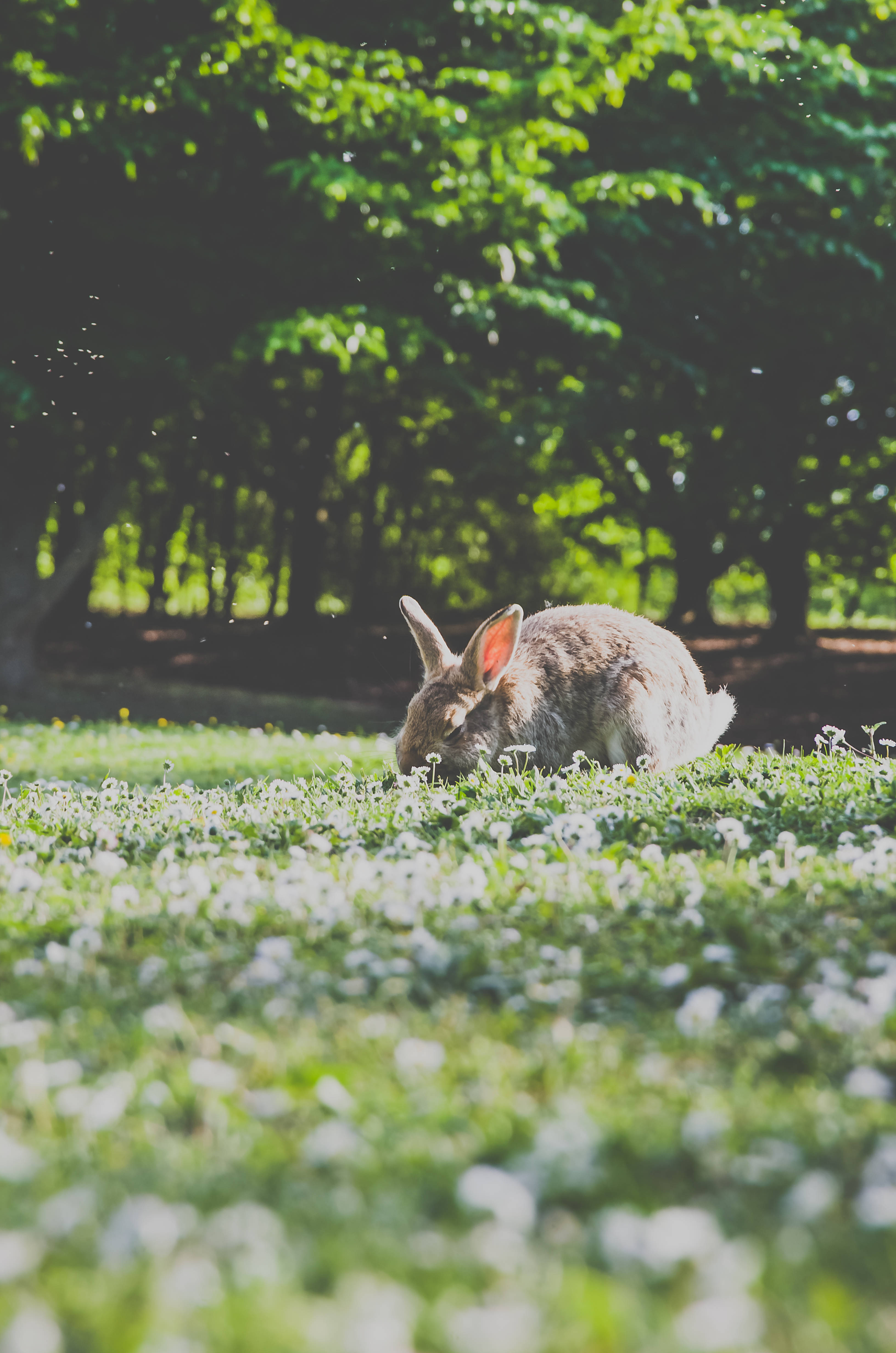 brown rabbit, sunlit field, white flowers, 4K Phone Wallpaper