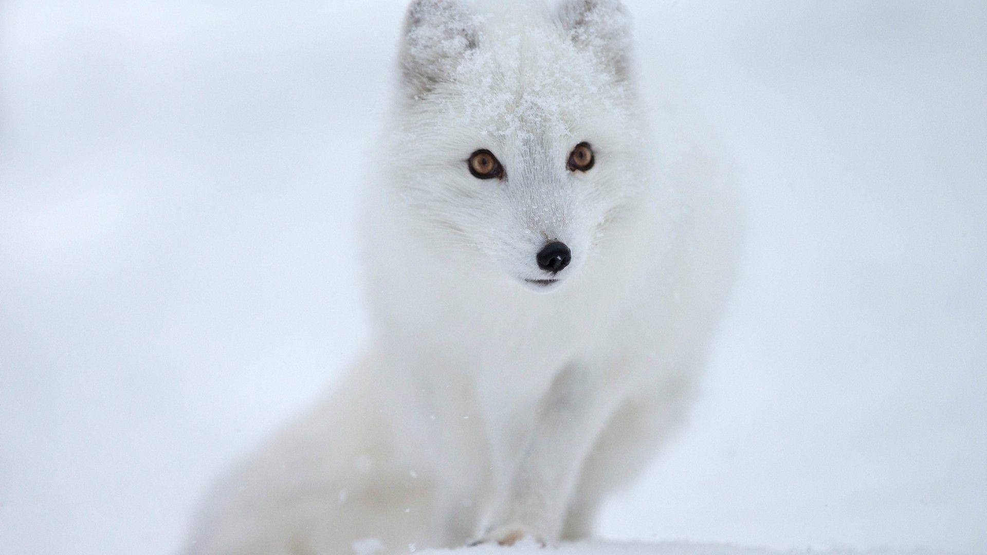 white arctic fox, snowy landscape, amber eyes, Full HD Desktop Wallpaper