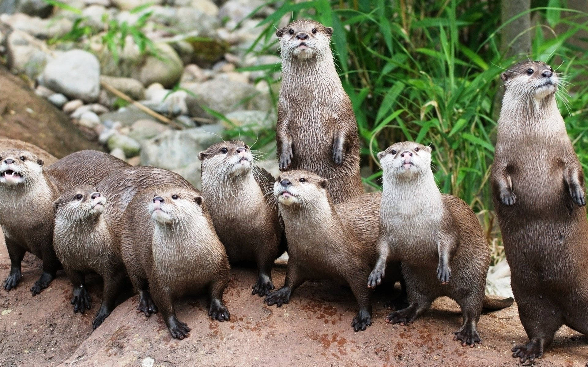 otter, rocky riverbank, green reeds, Full HD Desktop Wallpaper
