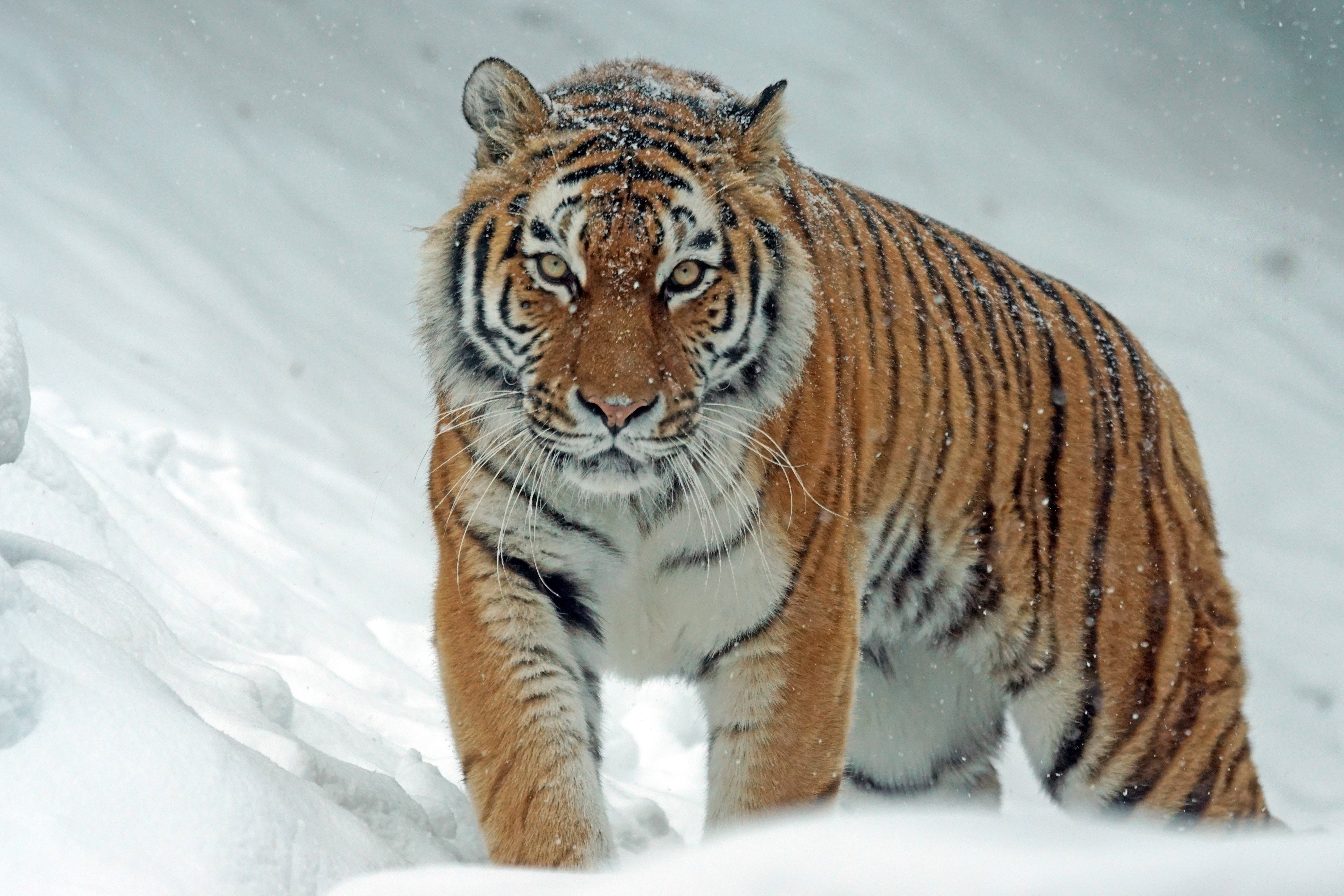 tiger, orange stripes, deep snow, 5K Desktop Wallpaper