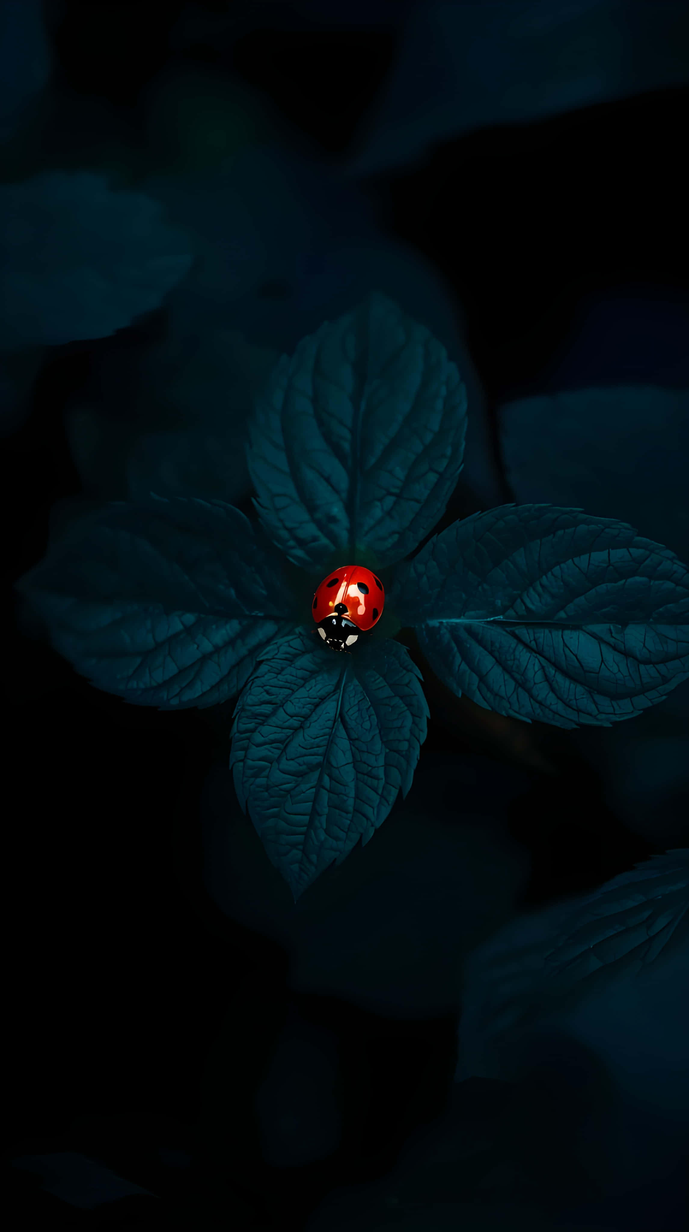 ladybug, deep teal leaf, red, 4K Phone Wallpaper