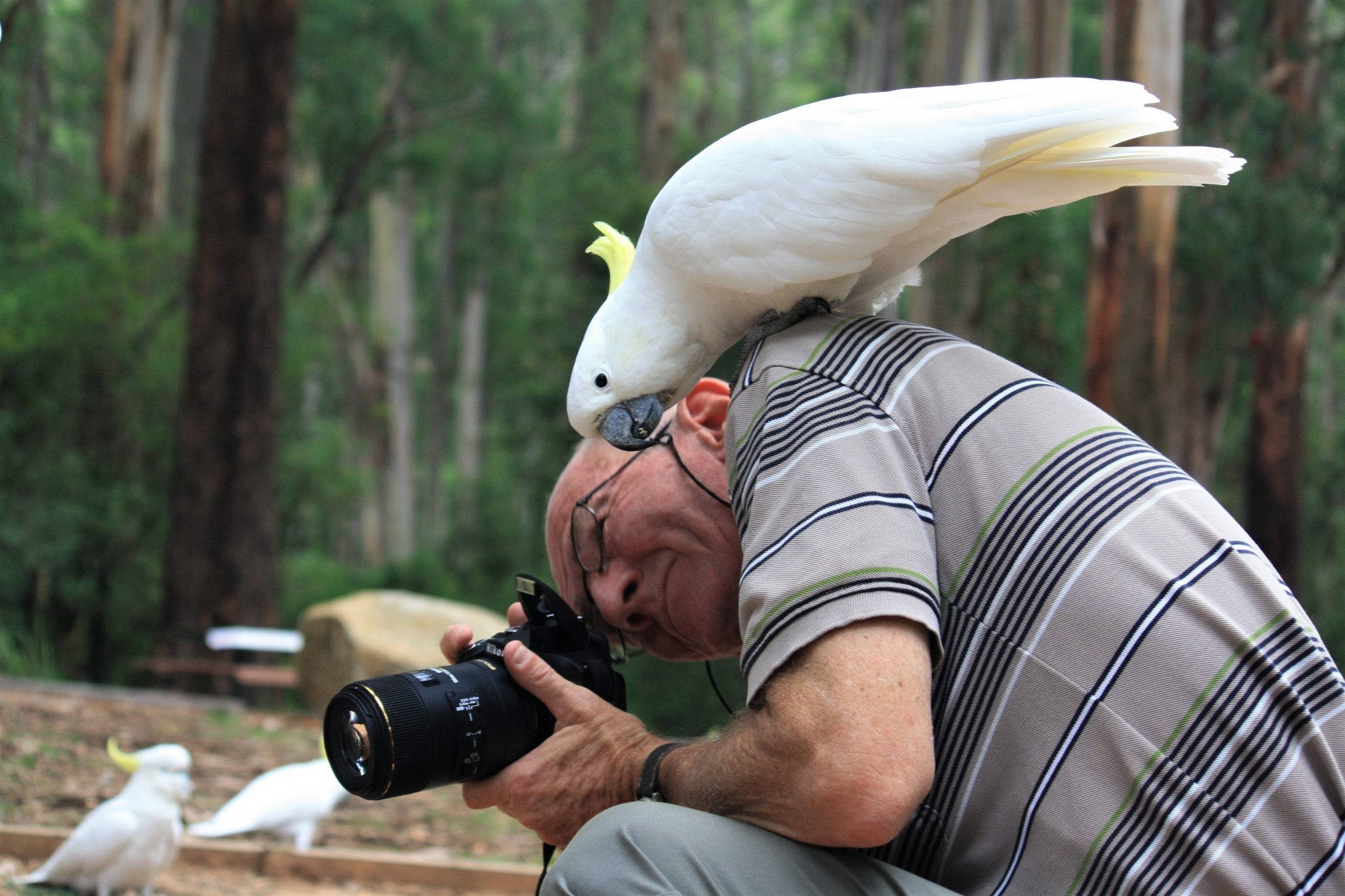 camera, forest, white cockatoo, Full HD Desktop Wallpaper