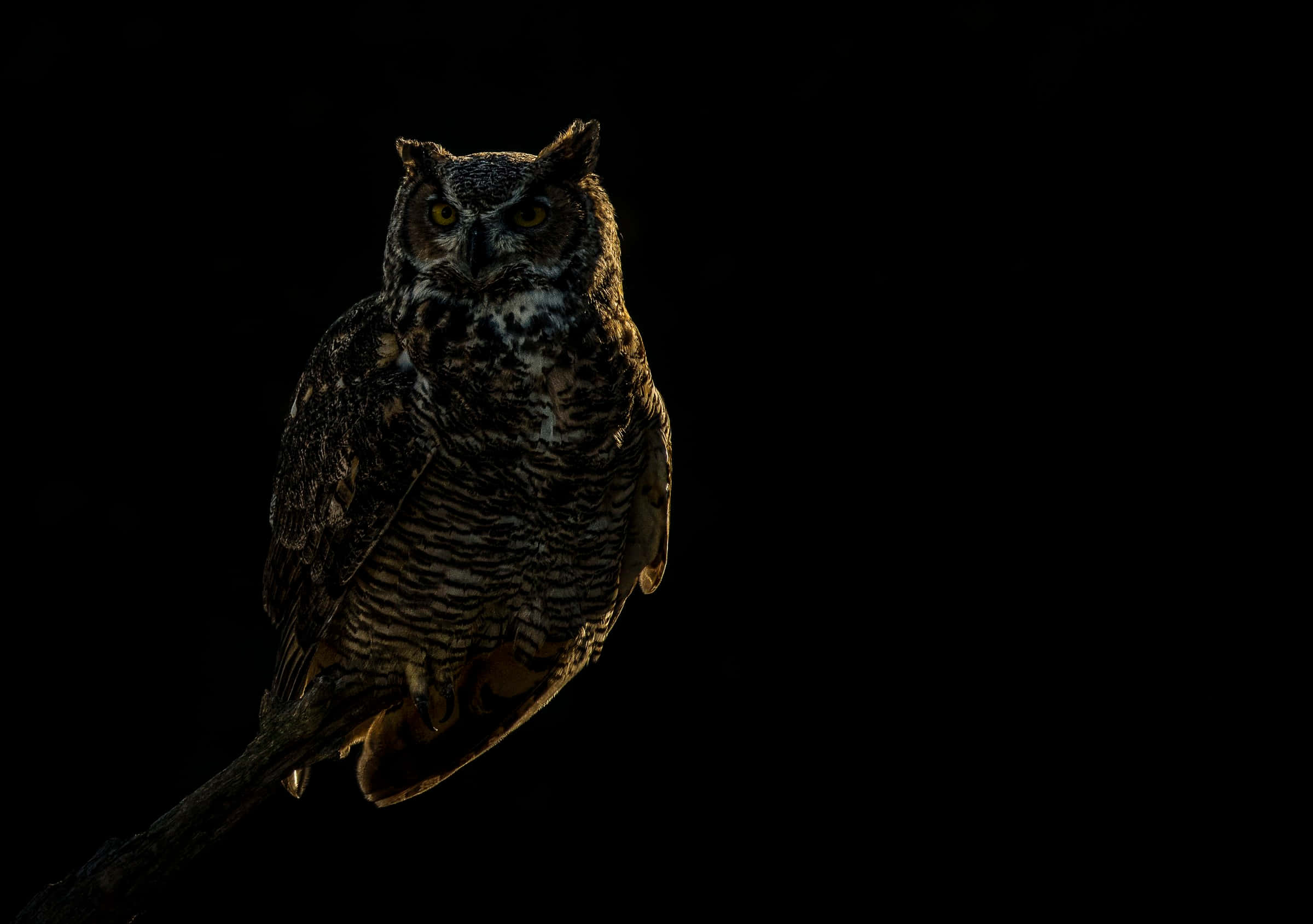 great horned owl, silhouette, pitch black background, Full HD Desktop Wallpaper
