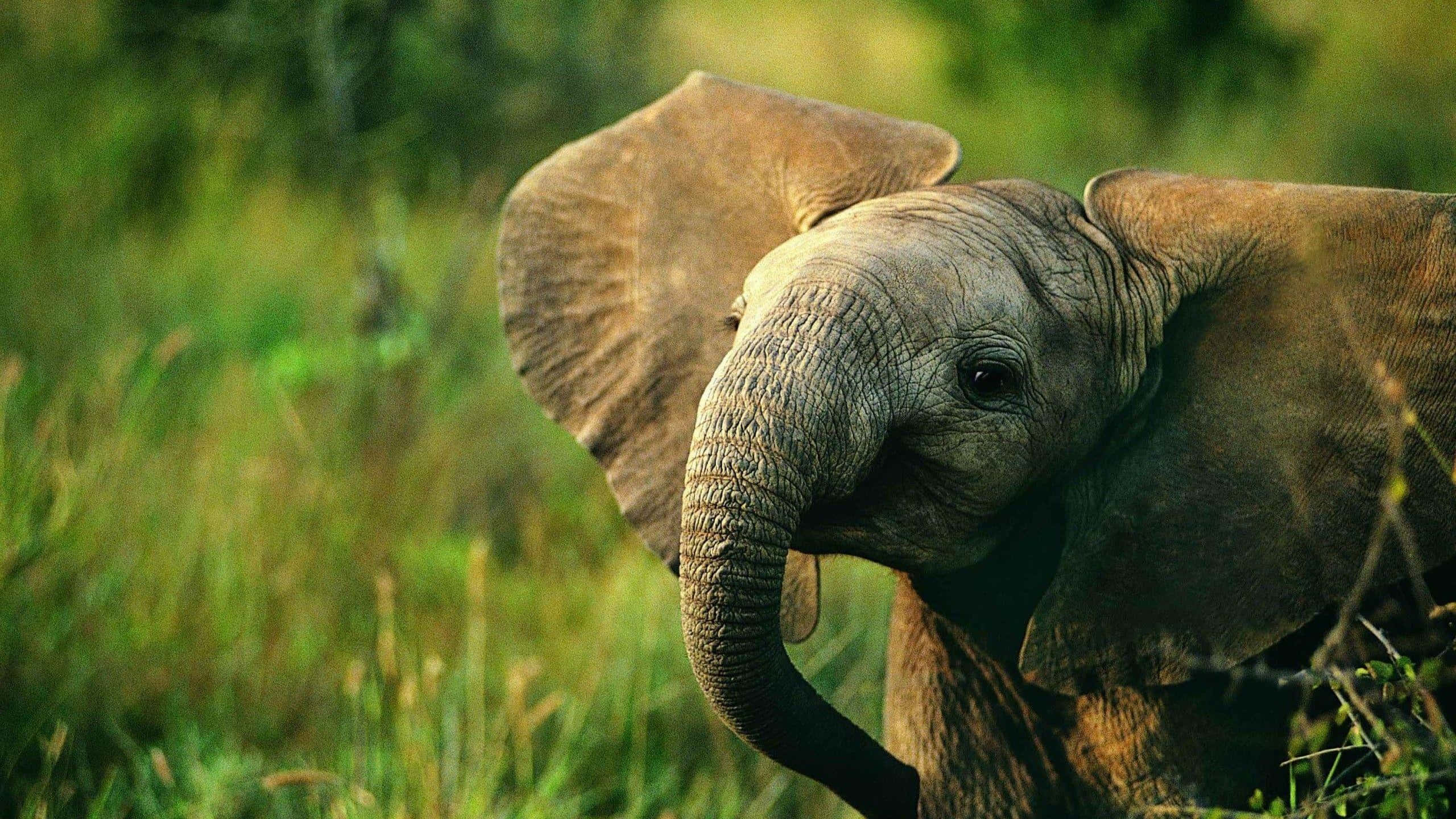 young elephant, large ears, wrinkled gray skin, 2K Desktop Wallpaper