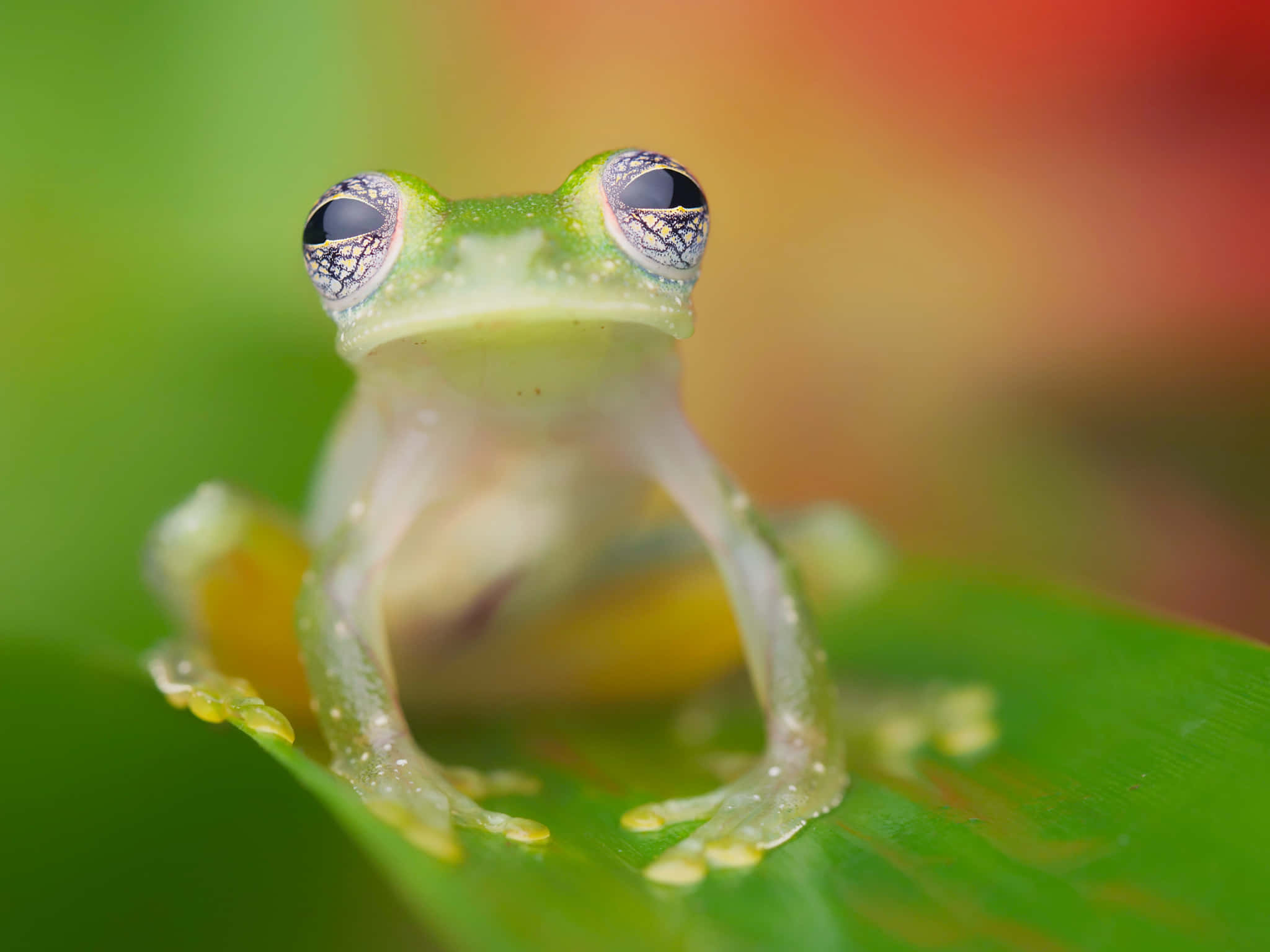 glassy eyed frog, translucent glass frog, vibrant green leaf, Full HD Desktop Wallpaper