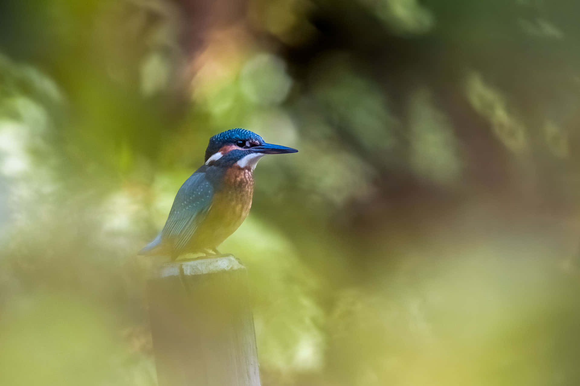 kingfisher, wooden post, green bokeh background, Full HD Desktop Wallpaper