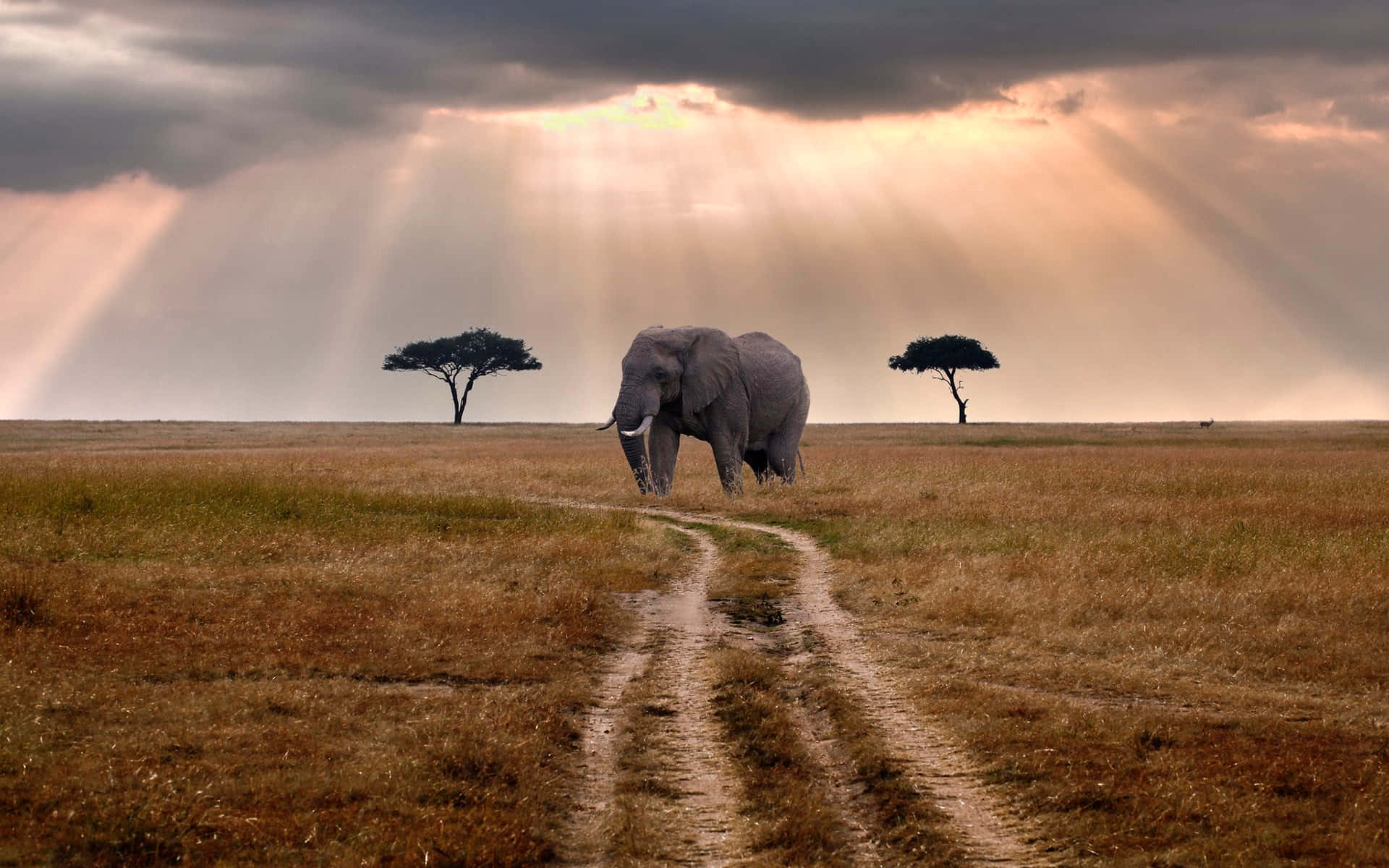 elephant, crepuscular rays, muddy path, Full HD Desktop Wallpaper