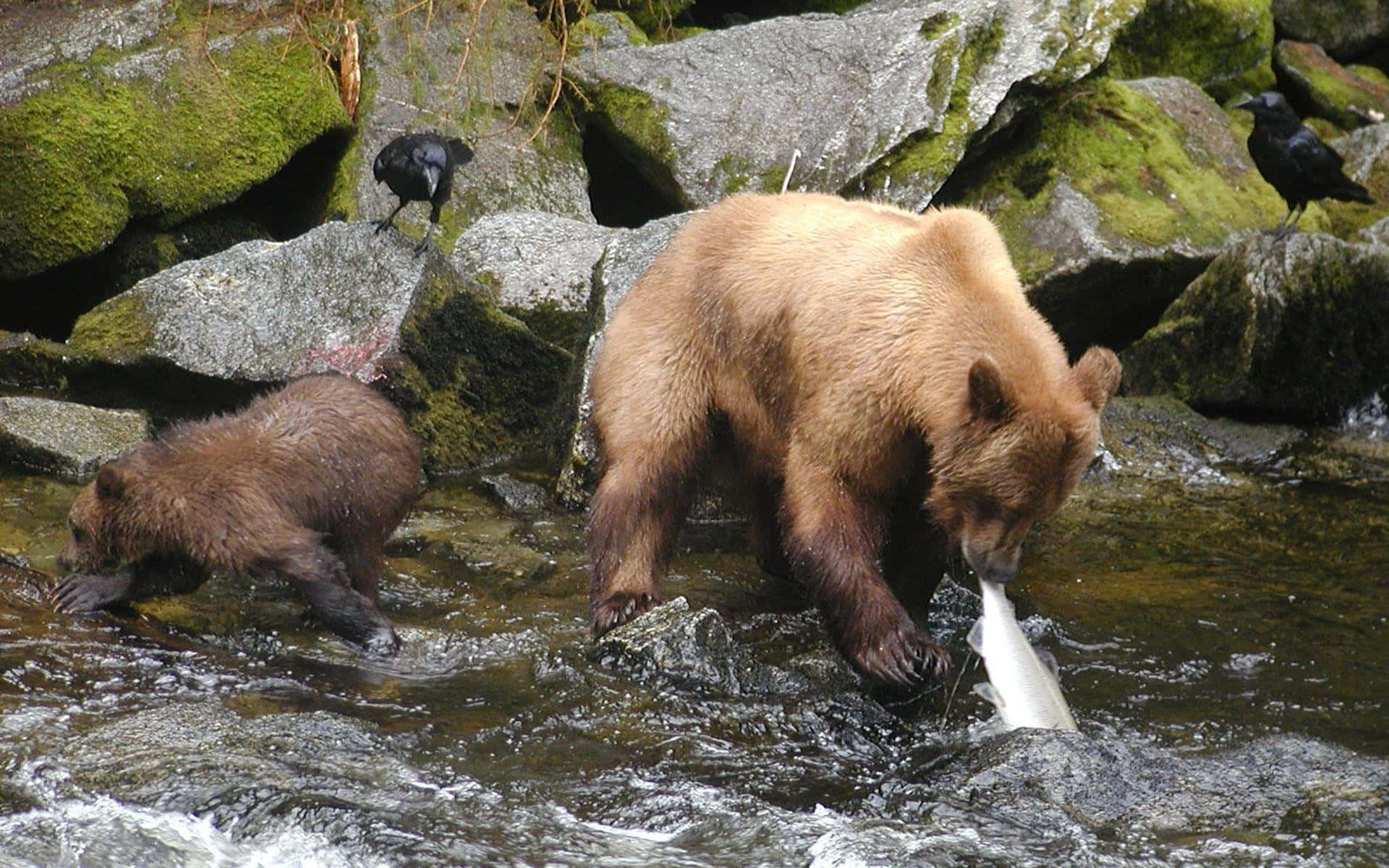 brown bear, cub, salmon, Full HD Desktop Wallpaper