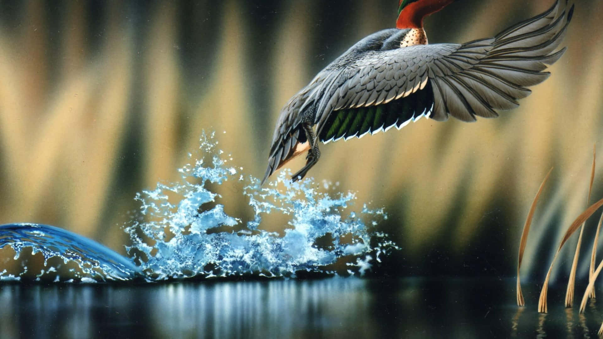 majestic duck, vibrant green and red duck, rippling blue pond, Full HD Desktop Wallpaper