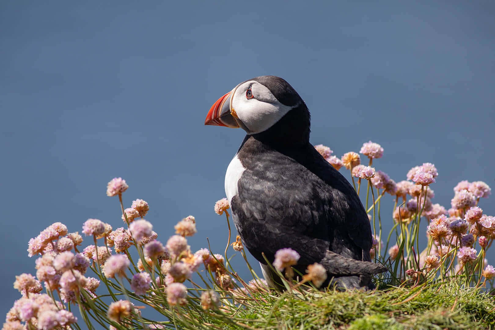 puffin, bright orange beak, pink sea thrift flowers, HD Desktop Wallpaper