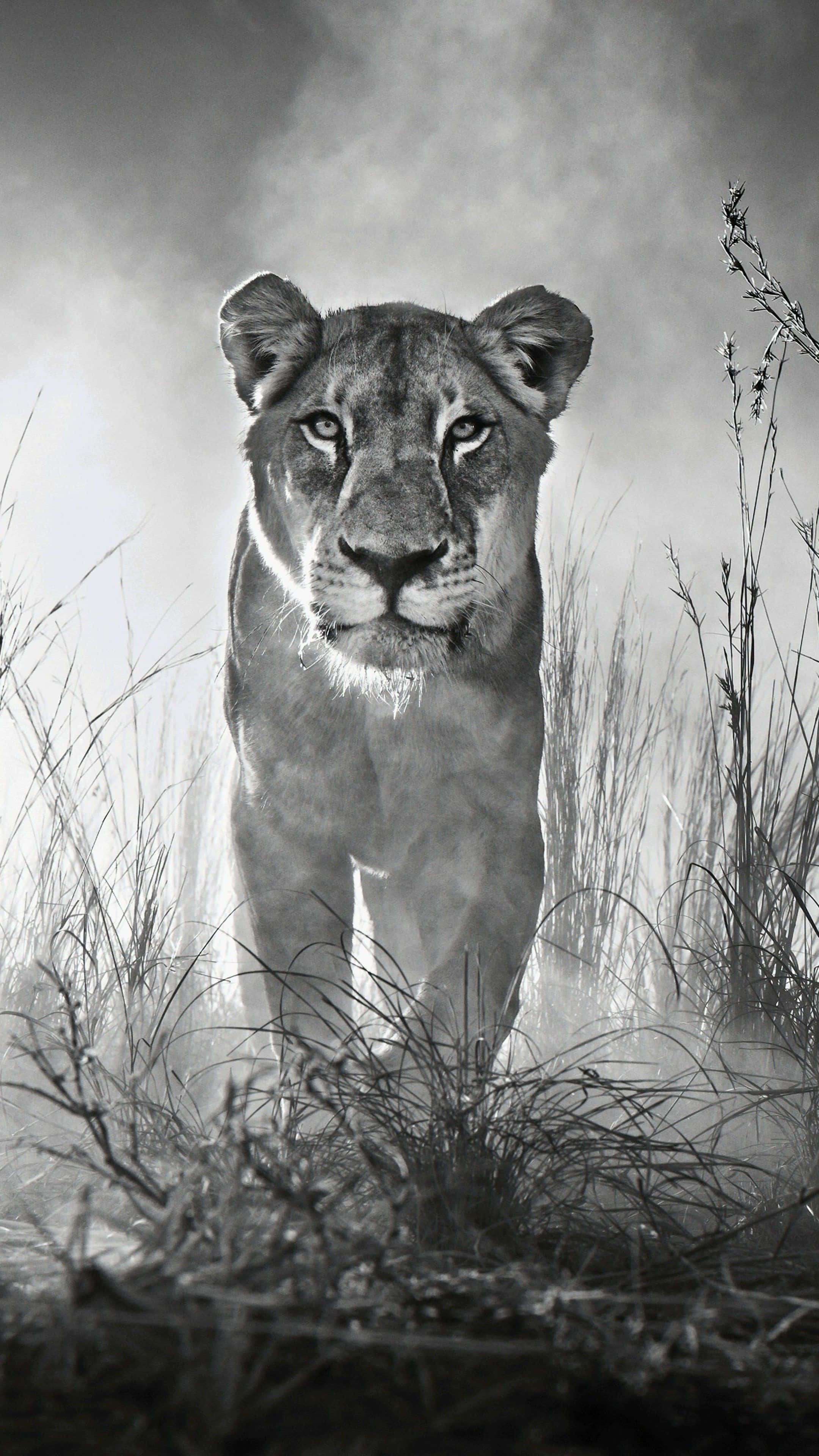 lioness, misty tall grass, dramatic black and white wildlife portrait, 4K Phone Wallpaper