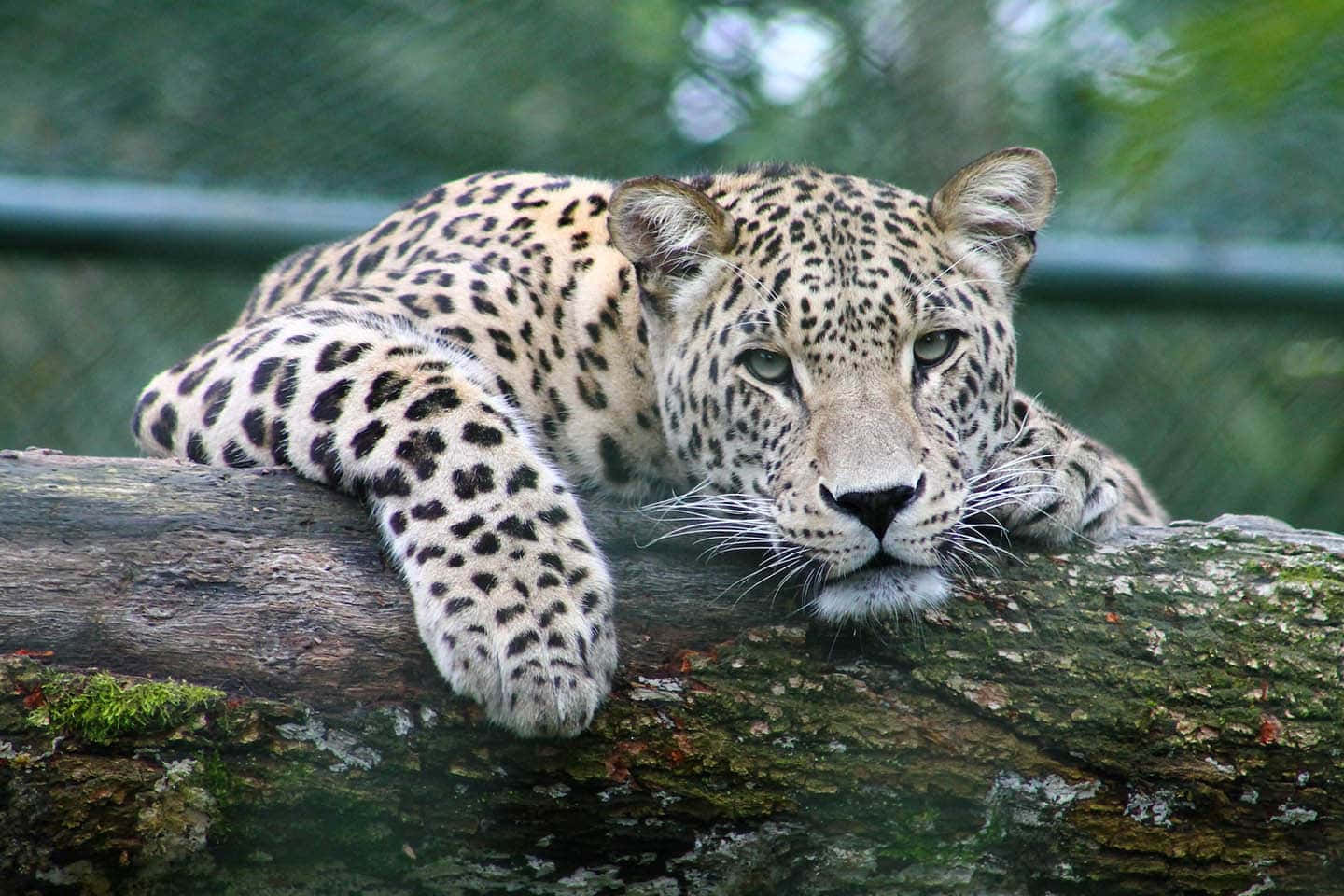 leopard, spotted fur, mossy log, HD Desktop Wallpaper