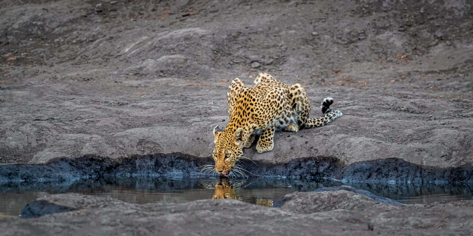 leopard, golden coat, black rosettes, HD Desktop Wallpaper