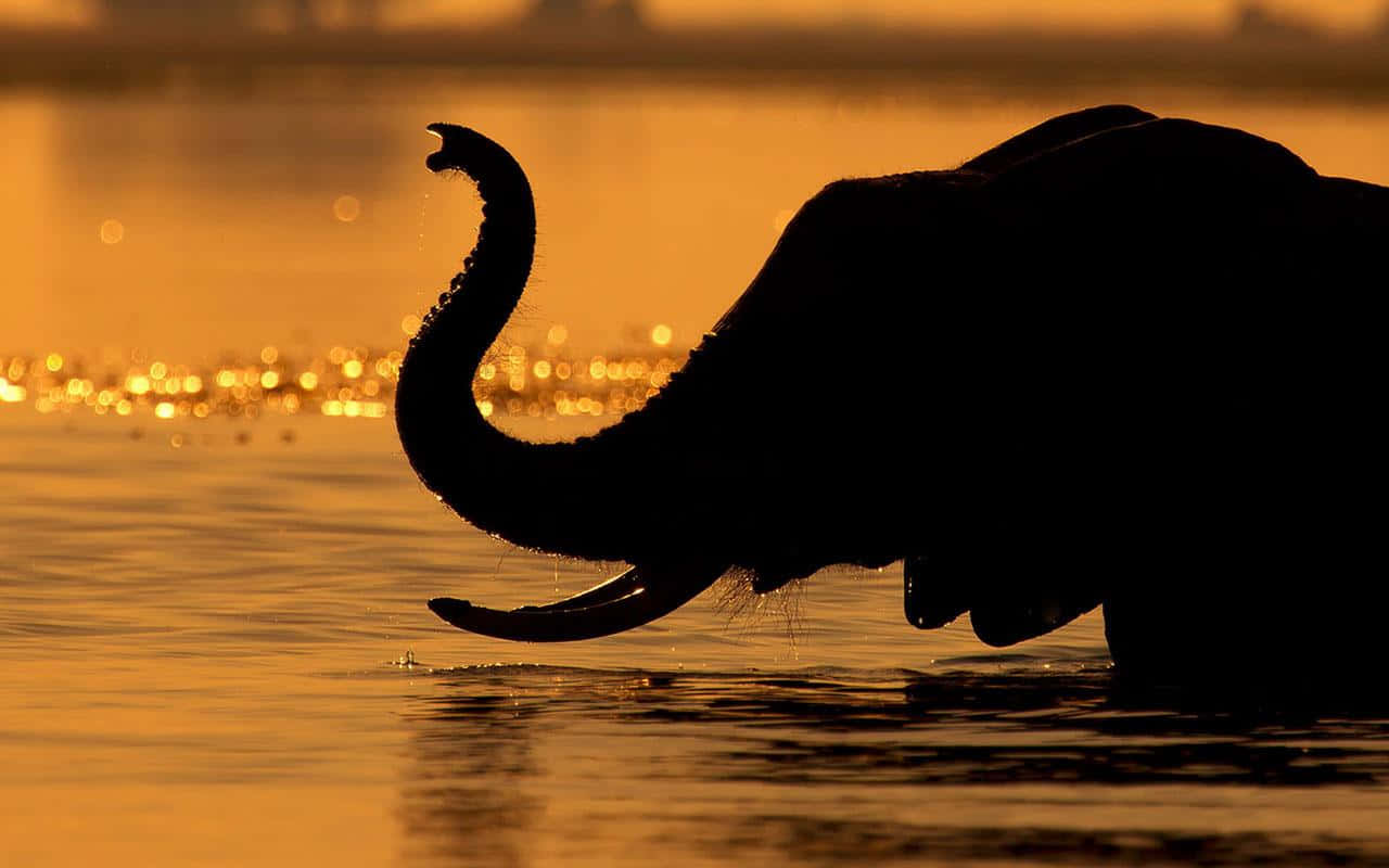 elephant, silhouette, sunset, HD Desktop Wallpaper