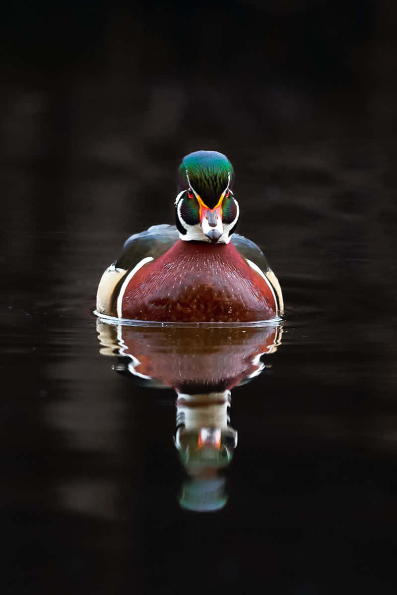 wood duck, iridescent green head, chestnut breast, SD Phone Wallpaper