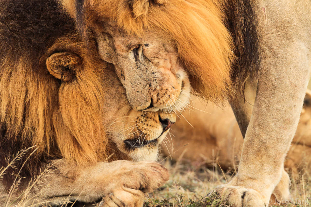 majestic lion, male lion, tender moment, SD Desktop Wallpaper