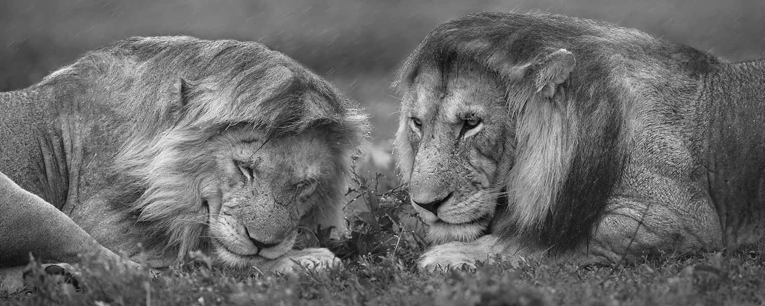 intimate lion encounter, two male lions, grass, HD Desktop Wallpaper