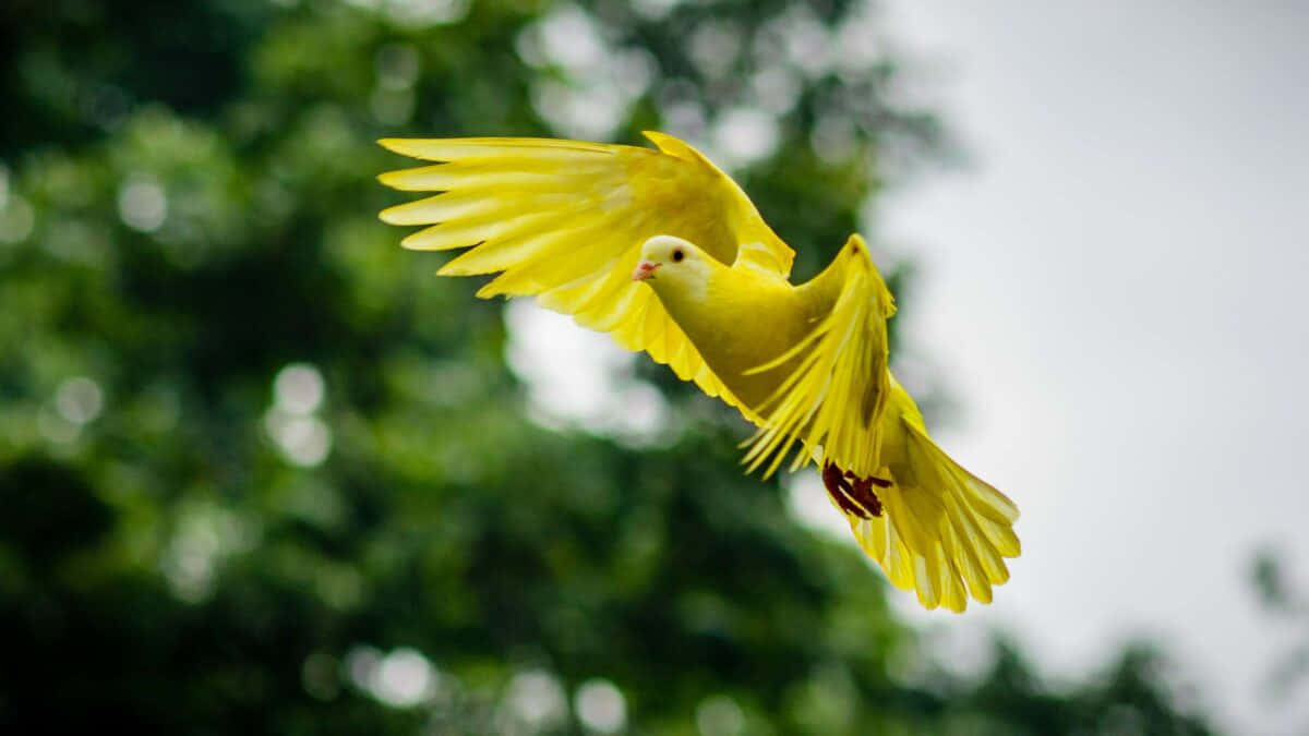 yellow parrot, wings spread wide, soft green and white blurred background, SD Desktop Wallpaper