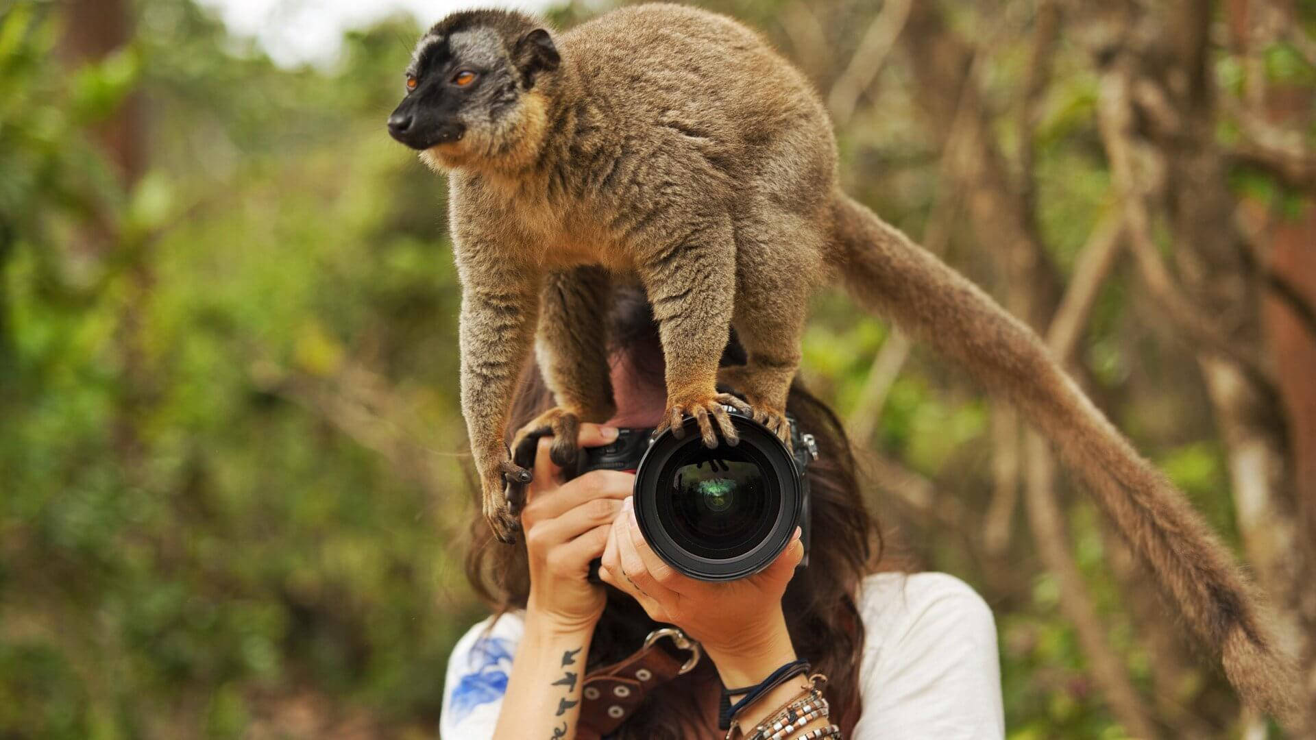 lemur, photographer, lush green forest, Full HD Desktop Wallpaper
