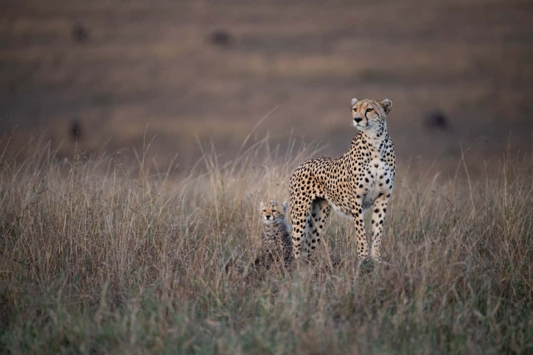 cheetah, cub, savannah, SD Desktop Wallpaper